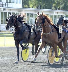 DEN SVENSKA TRAVSPORTEN I den svenska travsporten är hästen huvudaktör. Trav är en stor folksport i Sverige med runt 875 tävlingsdagar varje år som besöks av drygt en miljon människor.