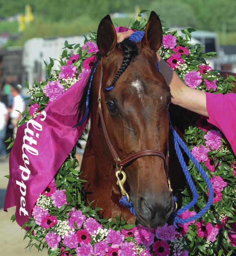 VINSTRIKASTE HÄSTAR Timoko 7.125.000 Varenne 4.825.000 Torvald Palema 4.550.000 Brioni 3.880.000 Victory Tilly 3.650.000 Steinlager 3.425.000 Nuncio 3.525.000 Copiad 3.300.000 Cokstile 3.250.