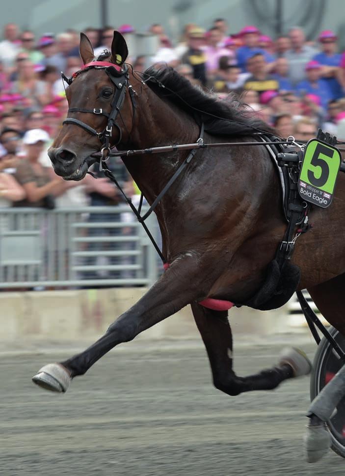 VI ÄR SNABBAST I ELITLOPPET gäller både försök och final Hingstar och valacker Bold Eagle 1.08,4 2017 Panne De Moteur 1.08,9 2014 Raja Mirchi 1.08,9 2014 Resolve 1.09,0 2017 Ringostarr Treb 1.