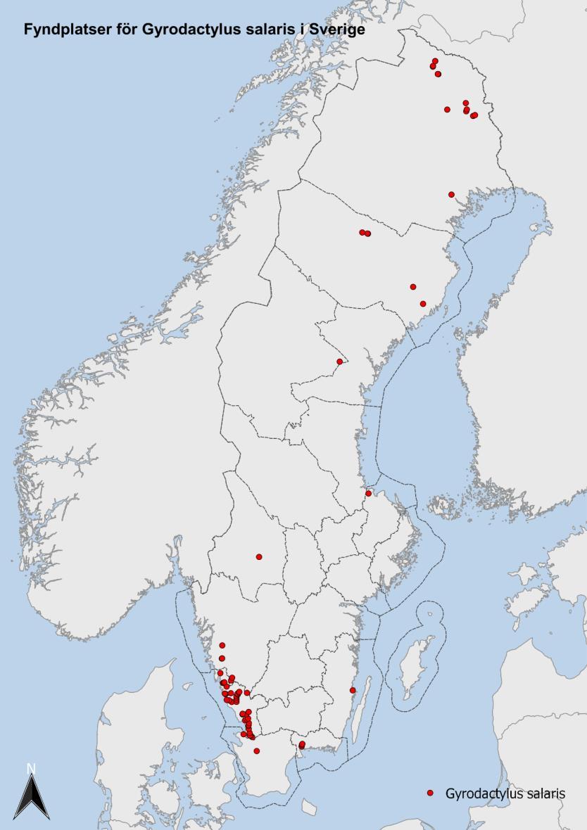 Historik för Gyrodactylus salaris i Sverige» Räknas som endemisk (inhemsk) i Östersjöns älvar» 1989 första fyndet i vattendrag mynnande i Kattegatt (Lagan och Säveån (Göta älv)).