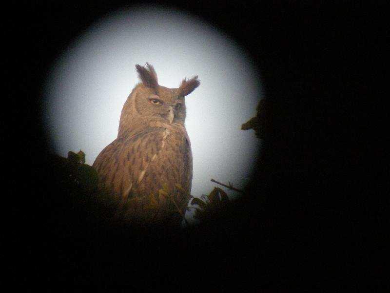 (Dusky-eagle Owl, Bharatpur) Tawny Fish Owl ( Ketupa flavipes ) 4 ex