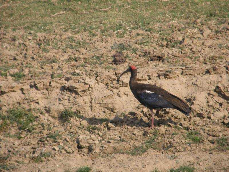 Black ( red-naped ) Ibis ( Pseudibis papillosa ) 2 ad i Chambal River 14/1-08. ( fotad ). 1 ad i Yamuna River strax utanför New Delhi 18/1-08.