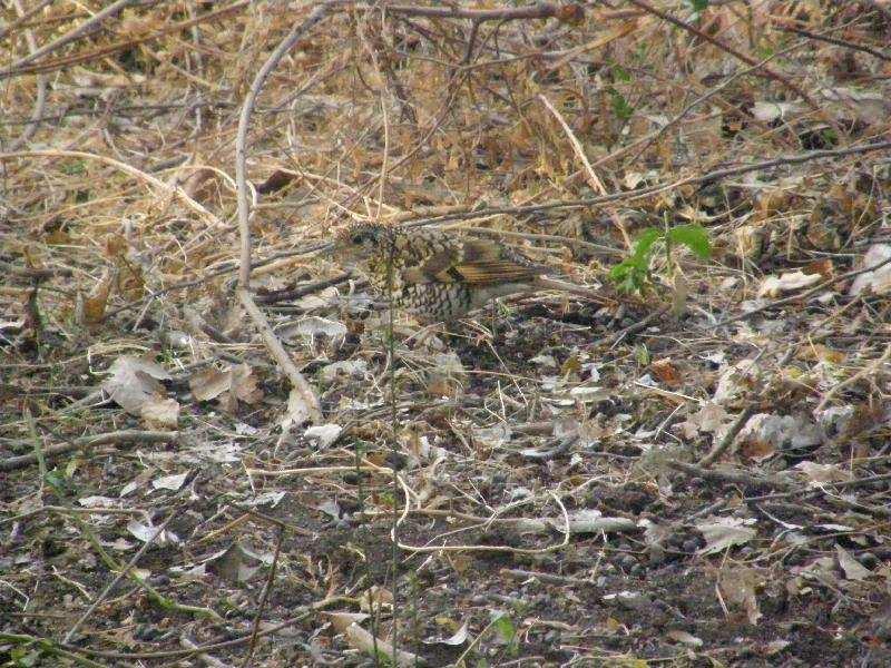 Long-tailed Thrush ( Zoothera dixoni ) 1 ex upptäcktes av min dotter Bella sittandes helt öppet på marken, för en kort stund senare flyga upp och sätta sig på en trädgren ( Kanonobs!