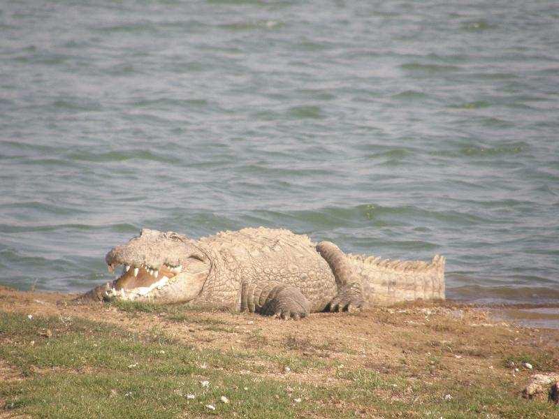 Mugger Crocodile / Kärrkrokodil (Crocodylus palustris) (Kärrkrokodil vanlig både i Corbett och Chambal River) Tiger (Pa