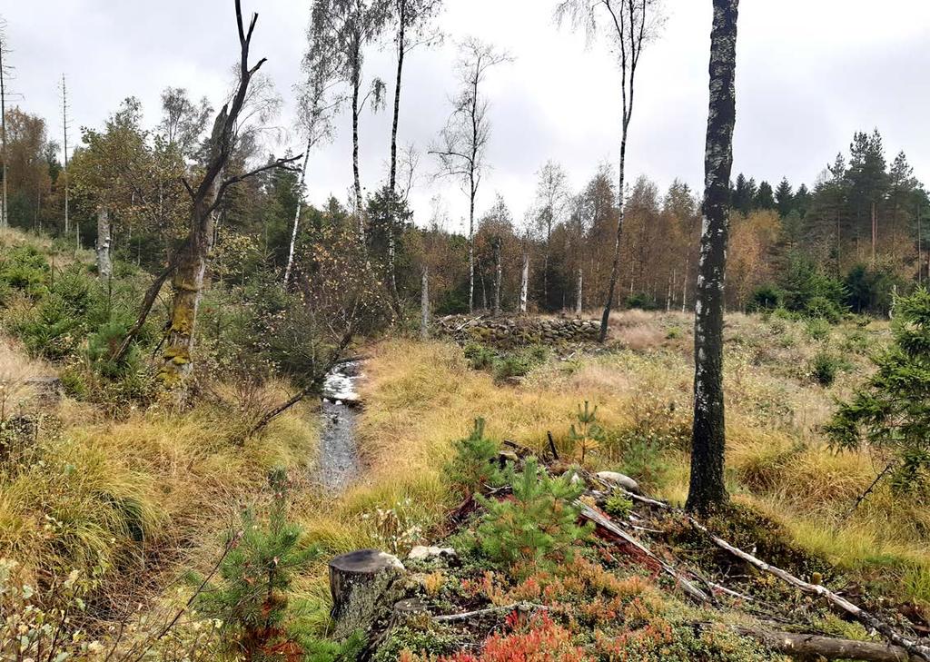 Figur 8. Idag rinner vattnet fritt igenom den dammvall som fram till slutet av 1800-talet höll en bysåg. Foto från N. Dammar och kvarnar Lokal 17: (bilaga 1, karta 1).