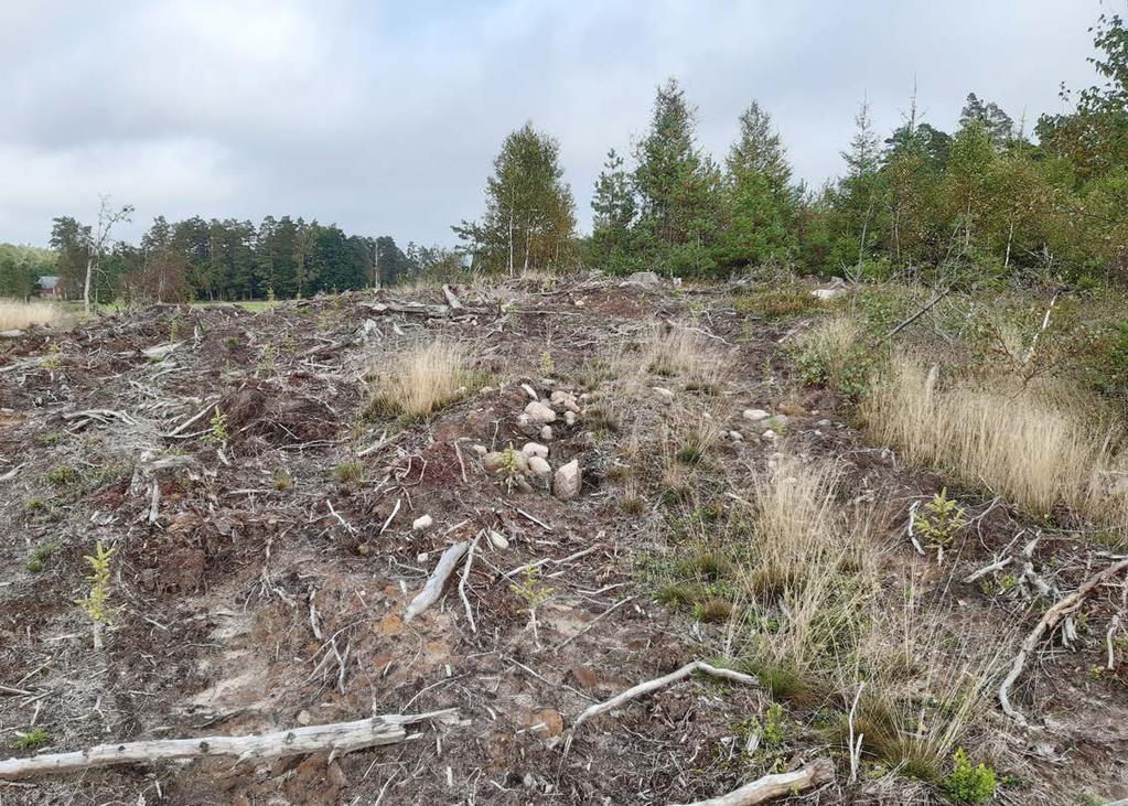 Figur 9. Röjningsröse inom lokal 19 som skadats i samband med markberedning inför skogsföryngring. Den andra röset låg i granplanteringen till höger i bild.