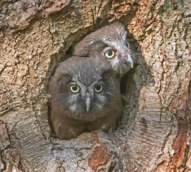 Kattuggla. Många rapporter framförallt från åsen med både sjungande individer och fynd av ungar på flera platser. Sparvuggla.