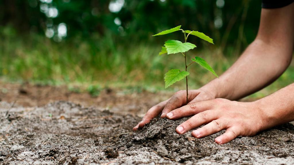 Ett träd för varje omtänksamt boende Tillsammans med initiativet mot avskogning, PLANT-MY- TREE, planterar vi ett träd för