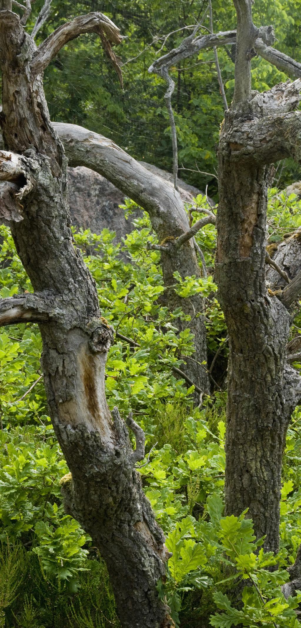 Hav 66% Barrskog 20% Lövskog 7% Berg/ blockmark 7% NATIONALPARKEN I KORTHET AREAL: 198 HA INVIGNINGSÅR: 1926 NÄRMASTE ORT: OSKARSHAMN LÄN: KALMAR LANDSKAP: SMÅLAND NATURTYPER: HAV, BARRSKOG, LÖVSKOG