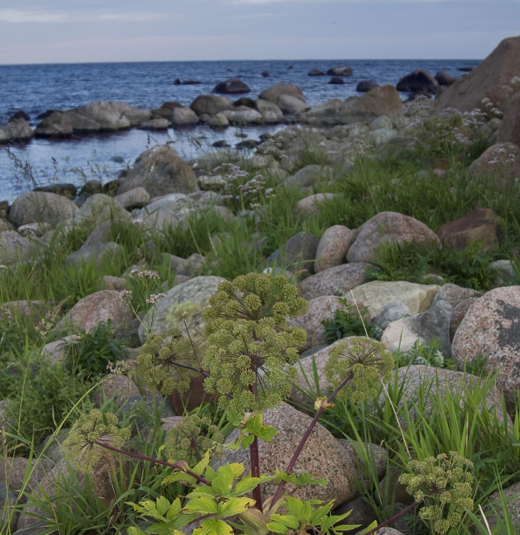 STRANDENS VÄXTER Vänderoten är en reslig ört med vitrosa blommor som sprider en sötaktig, kraftig doft längs stränderna.