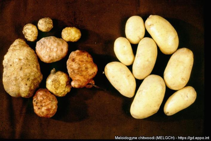 3 Figur 3. T.v potatisknölar infekterade av M. chitwoodi. T.h friska potatisknölar.