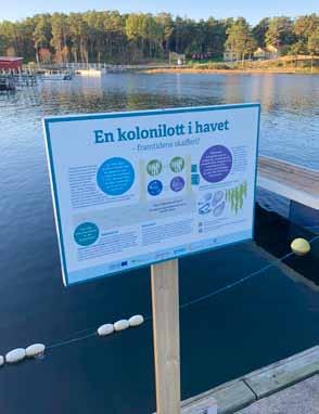 Pilotanläggningen En marin kolonilott i havet på Tjärnö är färdig med skyltar, alglinor, korgar och burar.