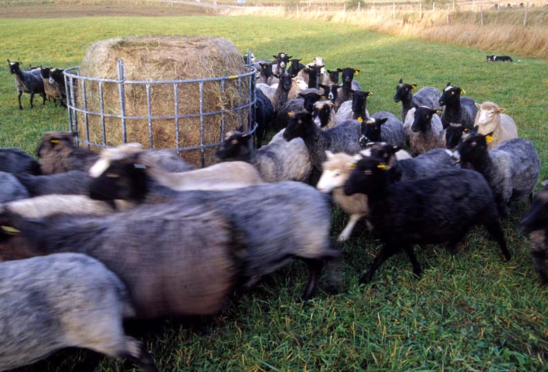 Vid slutet av betesperioden när betet minskar kan stödutfodring behövas, särskilt för lammen. besättningar blandas i samband med betessläpp.