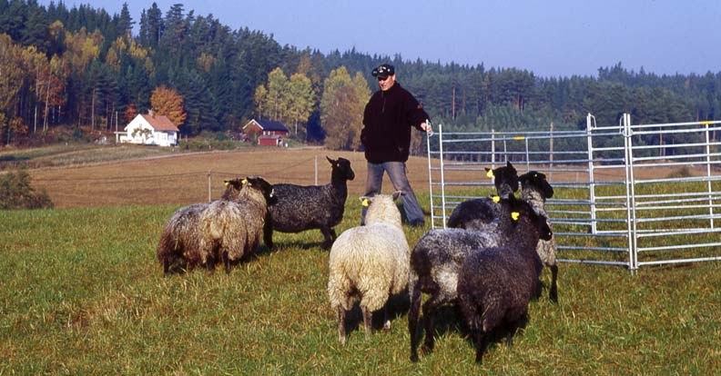 Typiskt för sjuka djur är att de drar sig undan eller hamnar på efterkälken i flocken. Betäckningar och brunster Baggen bör inte gå med tackflocken. I mycket små flockar förekommer dock detta.