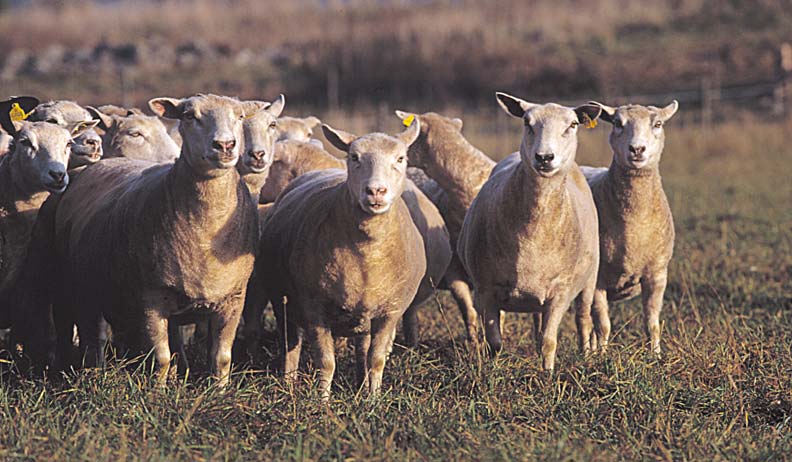 Klipp fåren minst en gång per år gärna två. Undvik klippning under sista dräktighetsmånaden. av lamm.