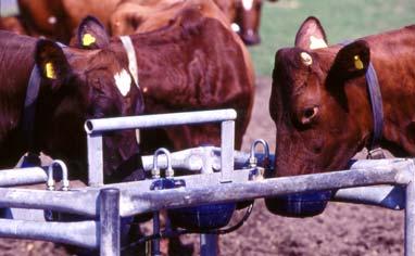 Vattnet måste ha en godtagbar kvalitet. Tyvärr kan betesdjuren välja naturliga vattenkällor av bristande hygienisk eller kemisk kvalitet.