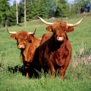 Highland Cattle är den ras som ställer lägst krav på betets kvalitet. producera mjölk men också gå ner i kondition, vilket kan medföra problem med brunster och betäckning.