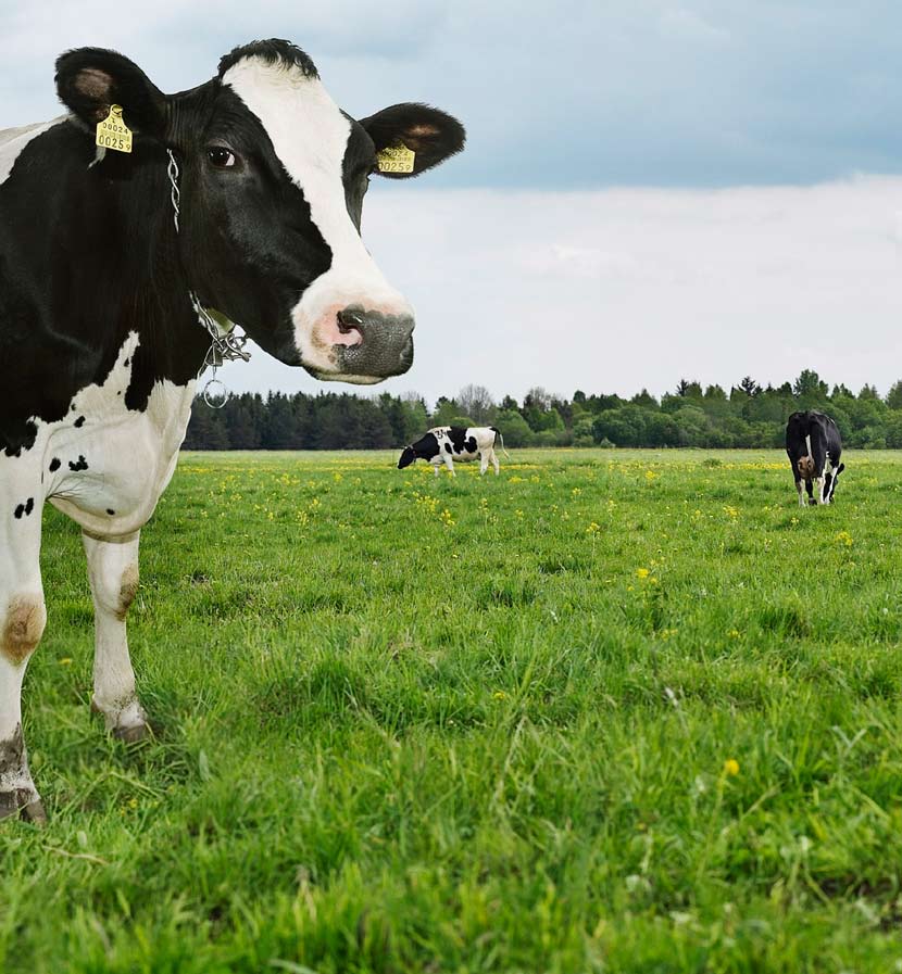 Innehåll Biogas på gården varför det? 3 Liten ordlista 3 Detta är Biogas 4 Så gör man biogas 5 Vad kan biogas användas till?