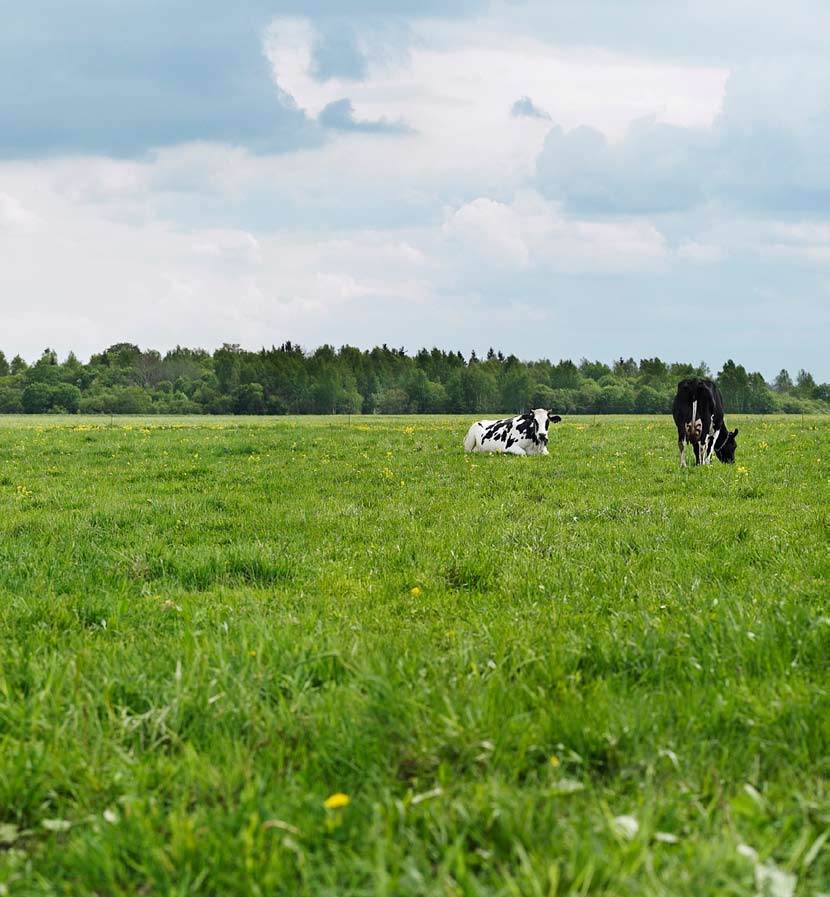 Biogas på gården varför det? Har du djur på gården, har du antagligen också en fungerande infrastruktur för att samla ihop och sprida gödsel.