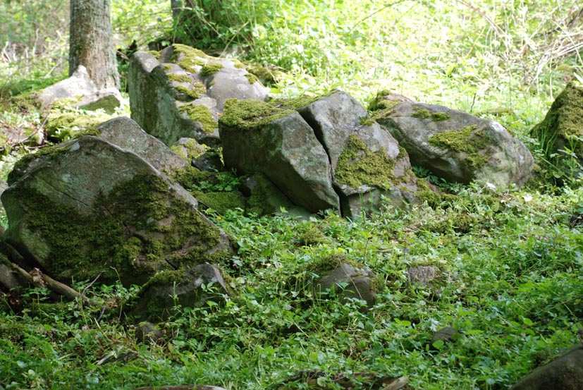 Skarvunge vid boet 31 juli 2008. Foto John Nygren På ett beskuret vykort syns planteringshagen i Ravnahult under kronan på det vindpinade trädet.