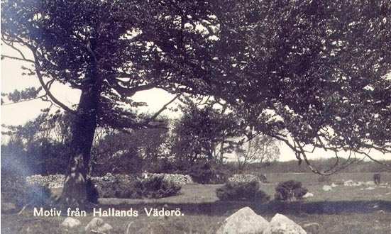 På 1960- talet avverkades ett bestånd med vitgran Picea glauca, som planterats där drygt 50 år tidigare. Den vindpinade Sandvikseken står kvar och är lätt att hitta.