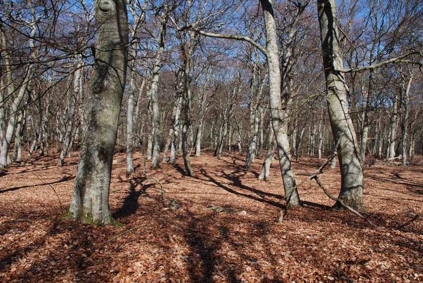 Häckningsområde för ejder.