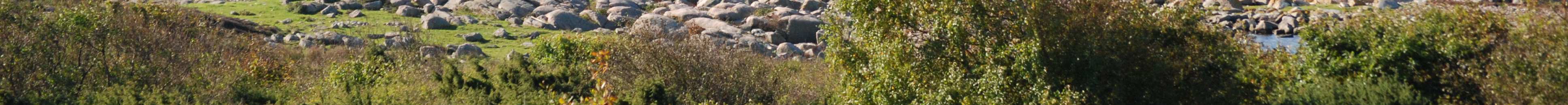 HANNELUND är idag en vacker glänta i Nörre skog.