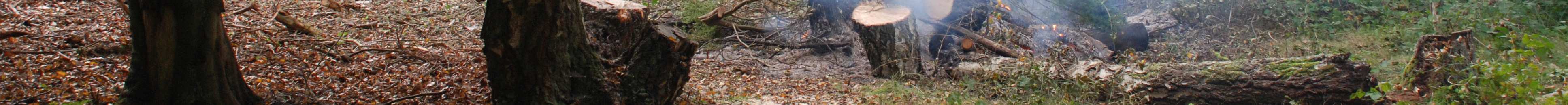 Yppig skog går ända ned till strandkanten i stark