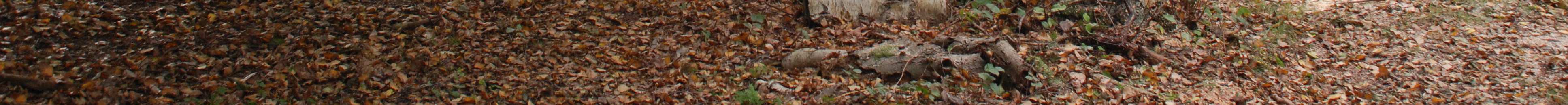 Stigen mot viken korsar en gammal strandvall,