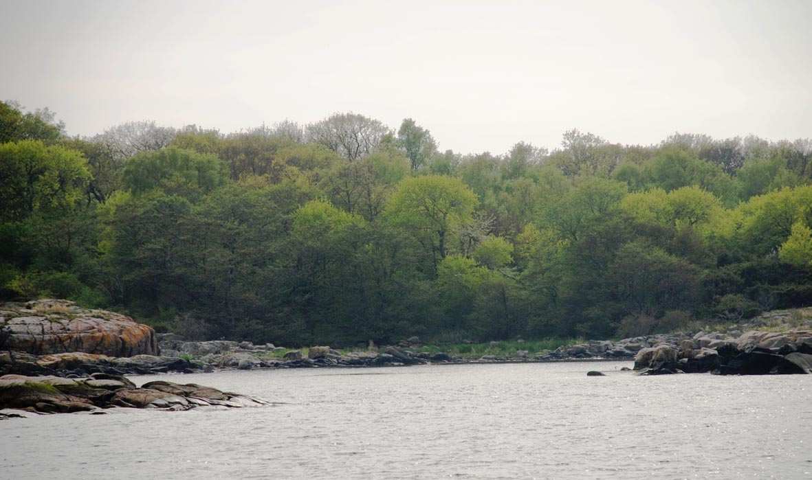Stora Måseskärs västra strandlinje utgörs av söndervittrad amfibolit (jämför Stora Tånge) med en rik lavflora. Öster om Stora Måseskär finns tydliga spår av tomtningar (stenhyddor).