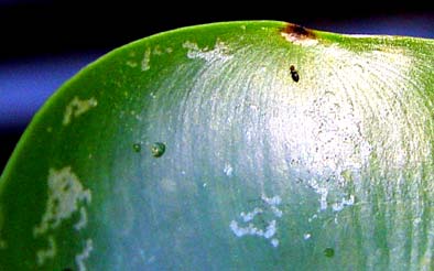 Ohyra och andra skador på gloxiniaväxter När man byter eller köper nya växter får man tyvärr ibland även ohyra på köpet. Här visas hur några typiska angrepp ser ut.
