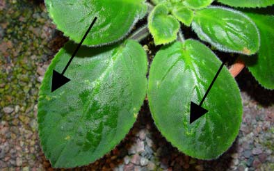 En angripen planta kan behandlas med växtvårdsmedel (t ex såpa) eller ett kemiskt bekämpningsmedel. Röda spinnkvalster (syns som brunröda prickar) har angripit sötpotatis (Ipomea batatas).