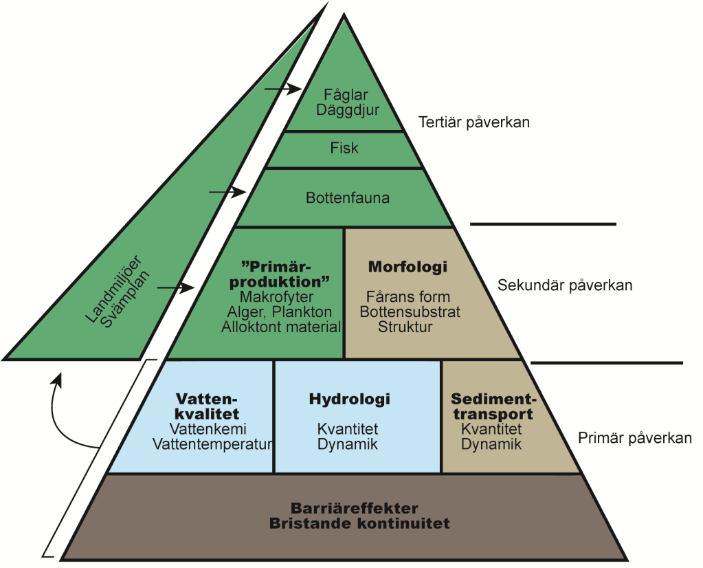 kan uppstå i ekosystemet innan (om) en ny jämvikt inträder, vilket även det kan ta många år. Kopplat till detta är sedan interaktionen mellan vatten- och landmiljön.