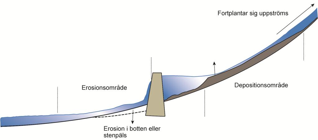 ekosystemet. Effekterna är beroende av dammens storlek, utformning, placering m.m. Generellt kan man förvänta sig effekter såväl nedströms som uppströms (Knighton 1998).