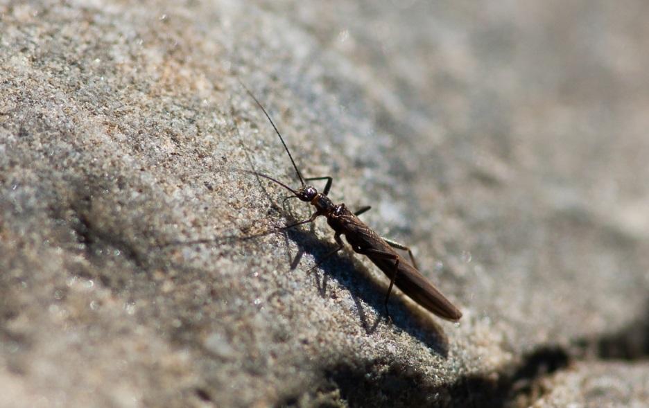 Figur 41. Adult bäckslända (Leuctra nigra). Larven lever huvudsakligen av dött organiskt material, i första hand löv. Foto: Ingemar Näslund.