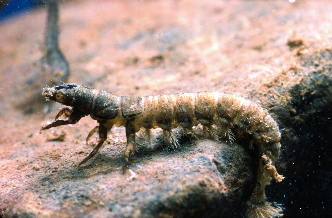 Figur 43. Nätbyggande nattsländelarv (Hydropsyche sp). Denna typ av bottendjur får problem i vattendrag med korttidsreglering/nolltappning.