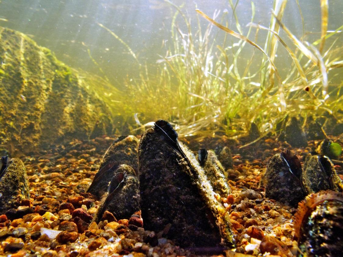 Figur 44. Flodpärlmusslor i Räggån, Bräcke kommun Foto: Micke Sundberg. Vattenkraftutnyttjande är en viktig faktor bakom svaga populationer av flodpärlmussla (Ziuganov et al. 1994, Hastie et al.