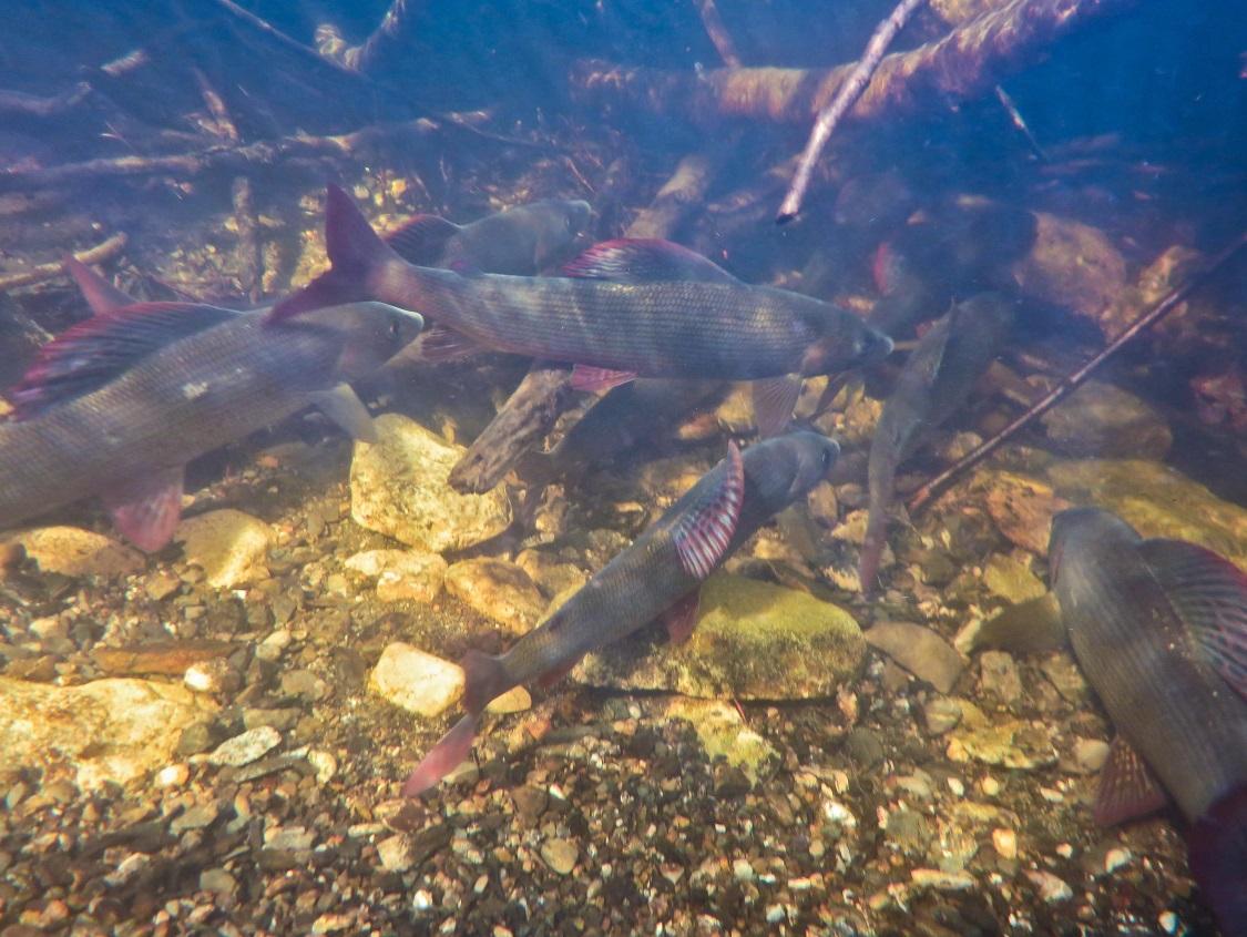 För lekvandrande laxfisk gäller att såväl utvandrande ungar som utlekt fisk skall passera kraftverk och damm, vilket oftast innebär turbinpassage.