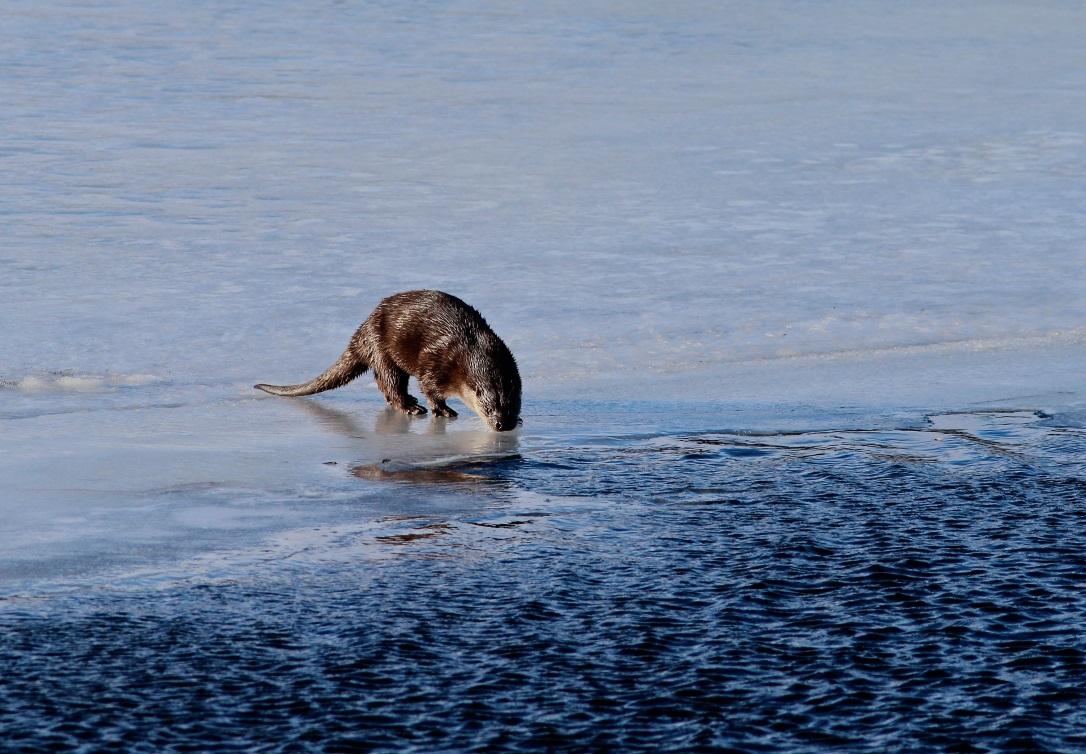 Figur 50. Uttern är, framför allt under vinterperioden i norra Sverige, beroende av strömlevande fiskbestånd. Foto: Kent Moén. Landlevande, insektsätande fåglar, t.ex.