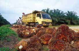 Durumvete till makaronerna odlas framför allt i länder runt Medelhavet. Palmolja odlas på stora plantager i Malaysia och Indonesien. Mycket av det ris som finns i Sverige odlas i Thailand.