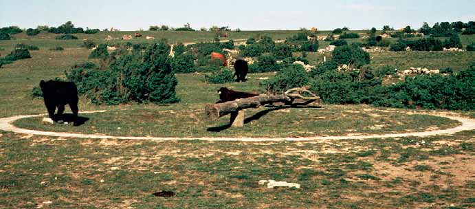 norra Öland var alltför pickhågade och försummade jordbruket till förmån för stenhanteringen. Han beskriver vidare hur man bände flisan i små, ytliga bergbrott överallt på ön.