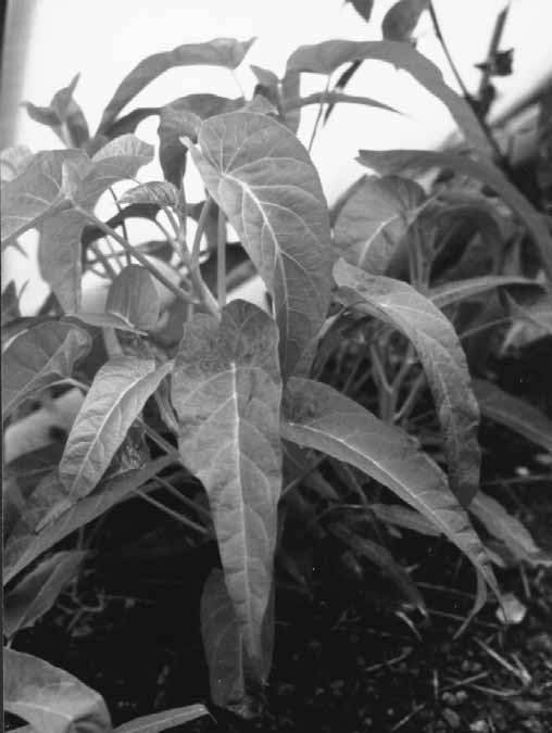 Entsai (Ipomoea aquatica) hör till vindeväxterna, alltså samma som vårt vackra ogräs åkervindan. Det är egentligen en vatten- eller sumpväxt, som trivs bäst när temperaturen överstiger 25 C.