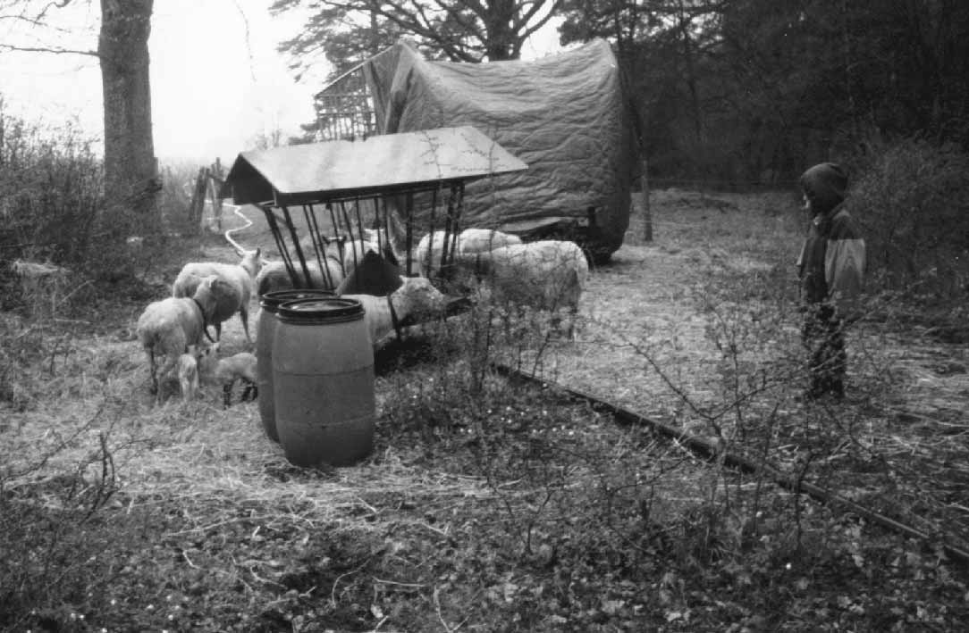 man skall ge fåren. Vi ville inte importera foder, så vi tog reda på vad som odlades på Gotland. De ekologiska bönderna odlade höst-rågvete, för att jorden inte skulle ligga bar över vintern.