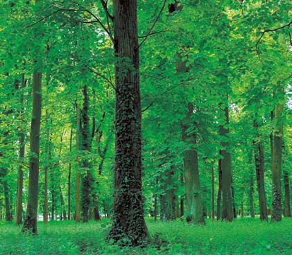 Miljö EU-länderna har en gemensam miljöpolitik. Den ska bidra till att bevara, skydda och förbättra miljön. Den ska också skydda människors hälsa och säkra en varsam användning av naturresurserna.