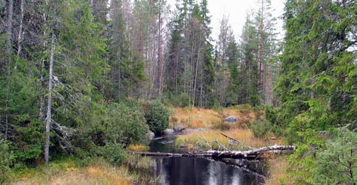 Bakgrund Bild 1. Skogens ekosystem behöver askan. Askåterföring motverkar försurning och leder till bättre vattenkvalité i små rinnande vattendrag. 8 Varför askåterföring?