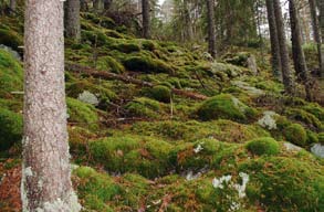 Vilka analyser behövs efter behandling?