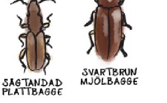 Varför godkänns inte användningen av slevar och andra arbetsredskap i trä i ett professionellt kök?