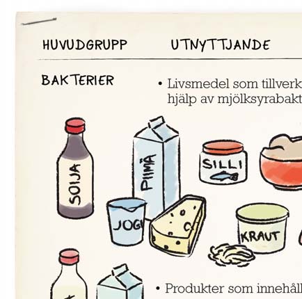 Nyttiga och skadliga mikrober Den största