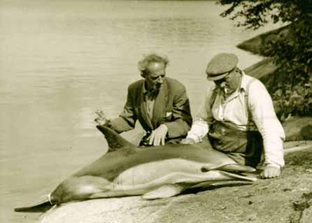 Ett oväntat besök Av Siri Dahlberg Just ett oväntat besök av vad som troddes vara en säl, fick Kalle Lindquist i augusti 1956.