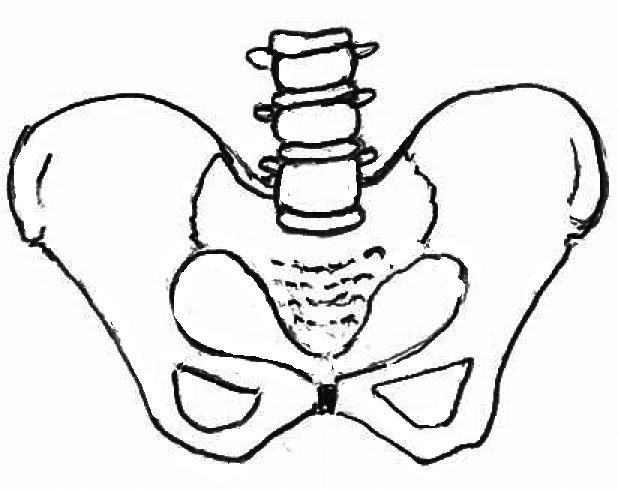 Foglossning Under graviditeten sker en uppmjukning av bäckenfogarna (se pilarna på teckningen nedan) för att underlätta vid förlossningen. Ibland kan denna foglossning göra ont.